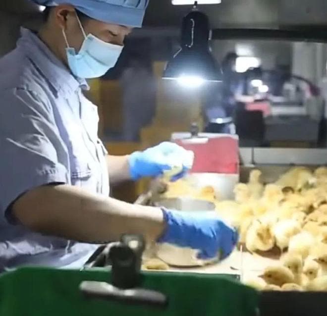 神奇！还有“小鸡性别鉴定师”？！
