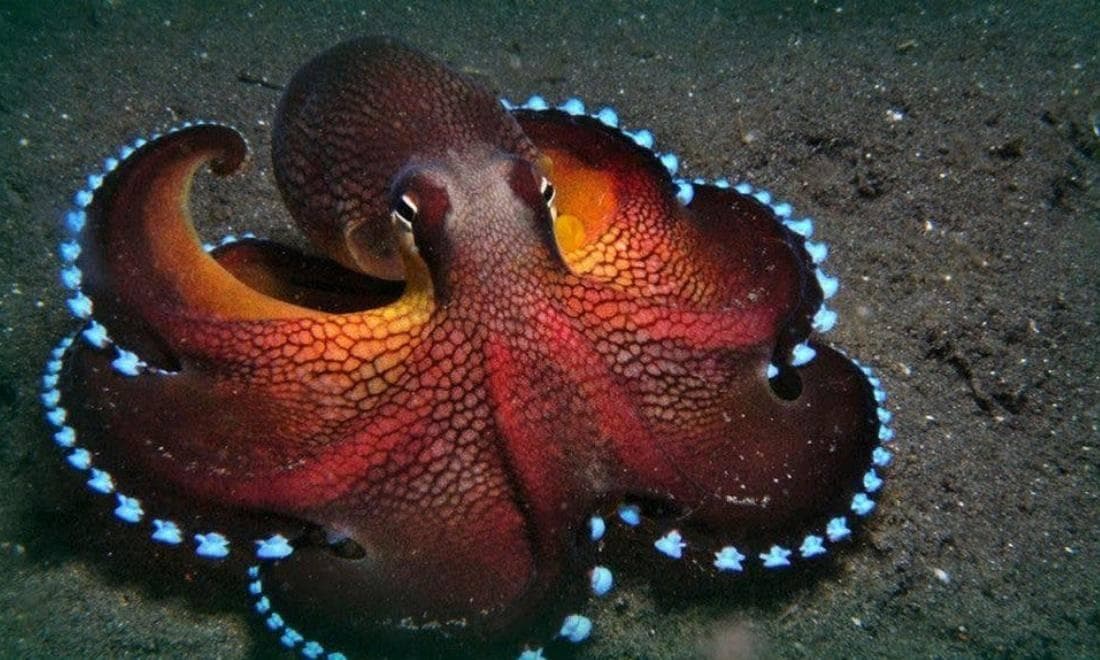 章鱼：拥有9个大脑的海洋智慧生物，为何让科学家怀疑其来自外太空？
