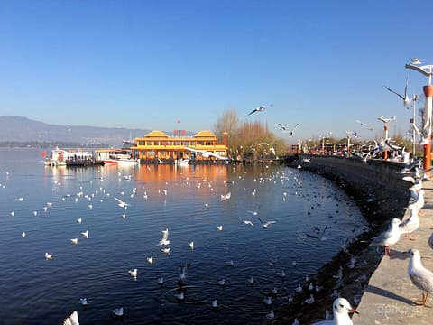 昆明海埂大坝旅游攻略：观鸥最佳地点、开放时间与交通指南 🐦