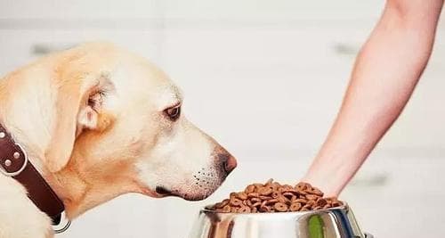 金毛犬泪痕现象及原因解析