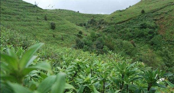 龙胆草的种植与收获（了解种植期、收获时间和技巧，提高产量）