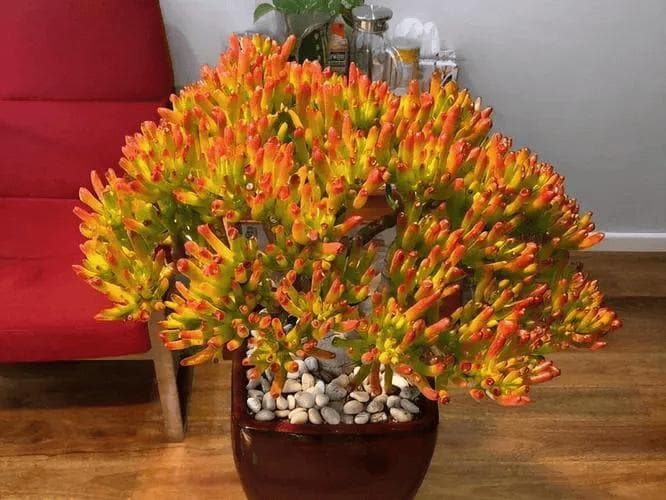 吸财树怎么养护才长得好？这里说的才是正确的！