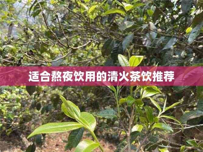 适合熬夜饮用的清火茶饮推荐
