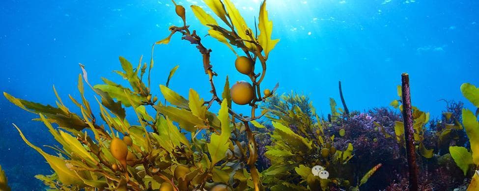 海藻浴走红：营养价值之外的新养生方式