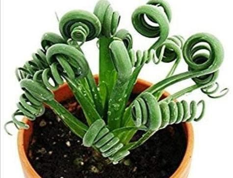弹簧草的养殖技巧是什么？让你的弹簧草卷起来吧
