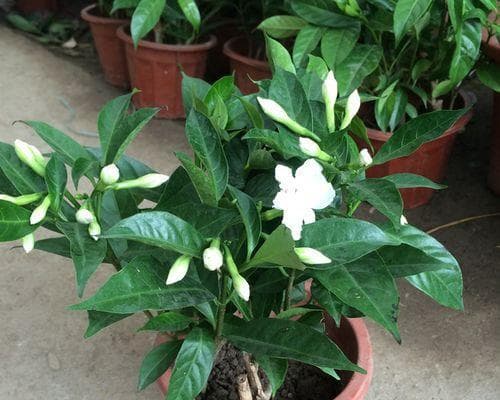 花盆种植丁香完全指南：从选盆到养护的全方位指导