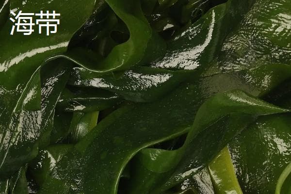 海带与昆布的区别：从植物分类到食用方法的全面解析