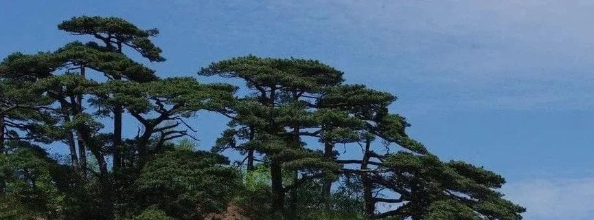 松树（绿色生命的保护者）