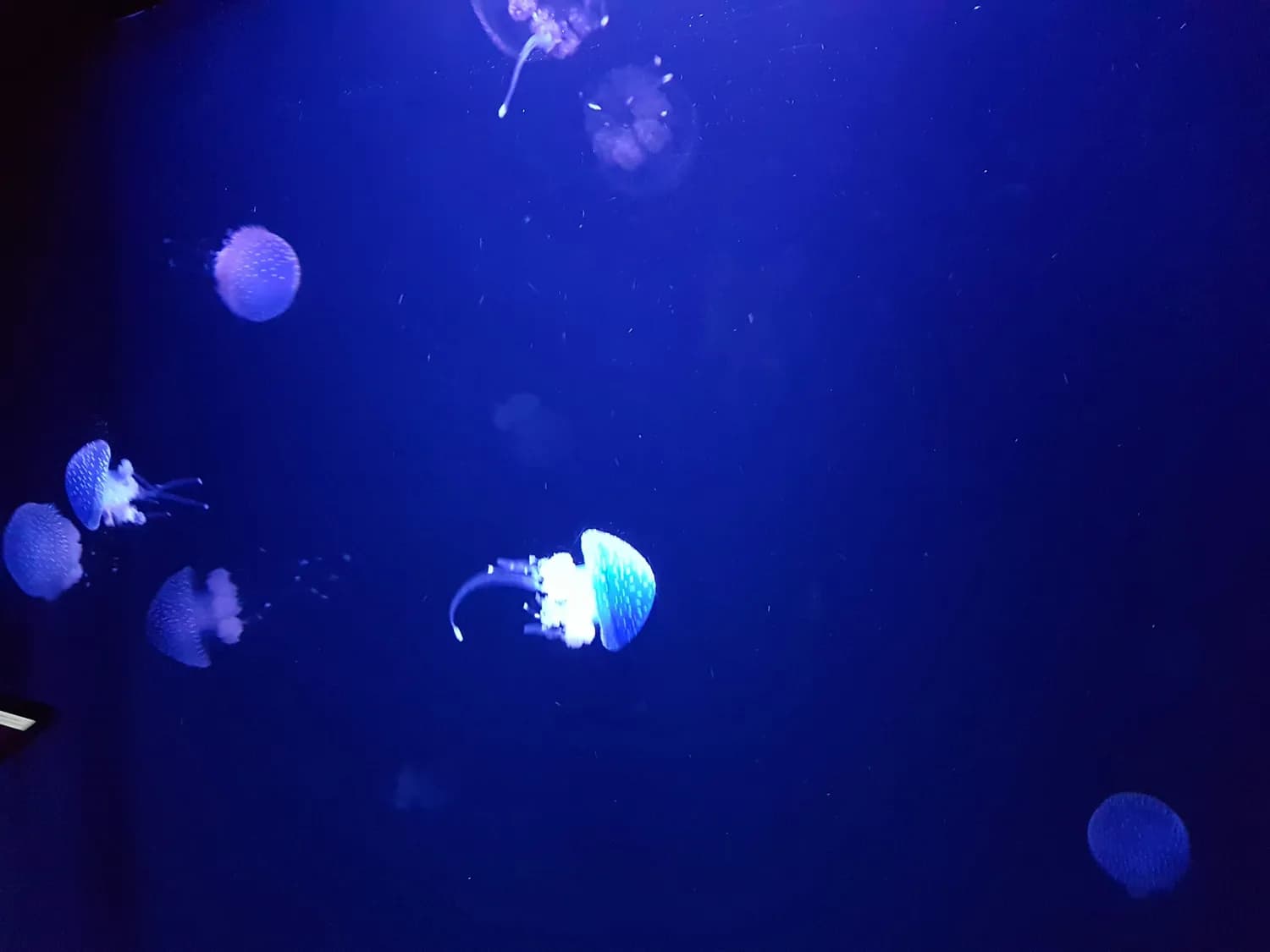 周末打卡台州海洋公园，亲子科普游走起！