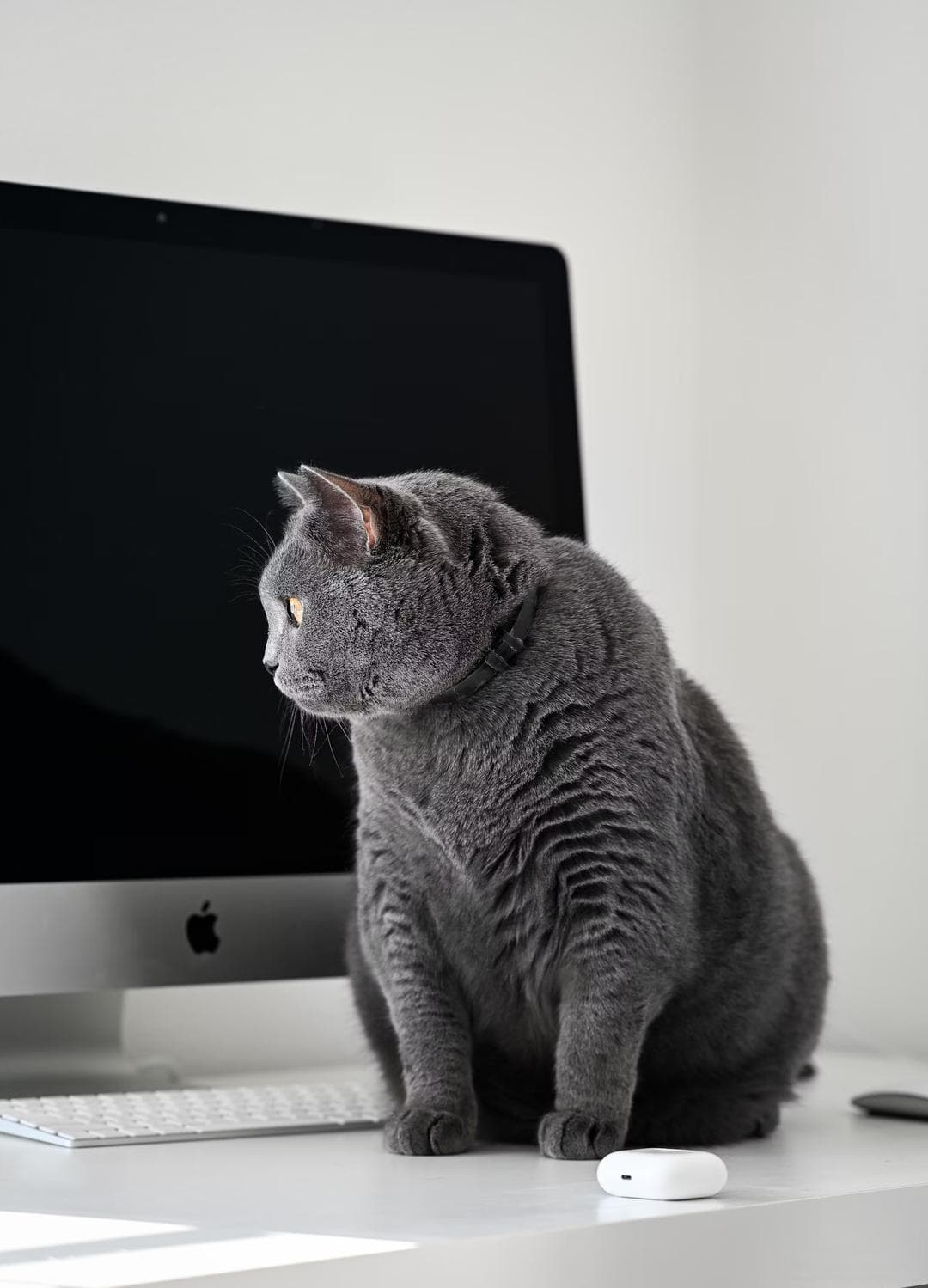 为何你的小猫变成了“肉球”？聊聊猫咪肥胖的真相与解决方案！