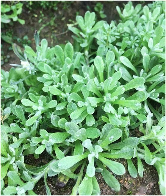 清明时节野菜香：清明菜的营养价值与功效作用