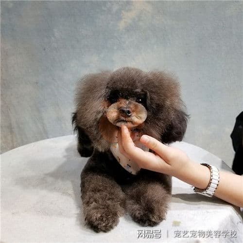宠物美容学校核心课程：宠物造型与护理技巧