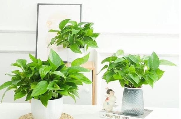 啤酒可否浇花？探讨其真相。（探究啤酒对植物的影响及其浇灌方法。）