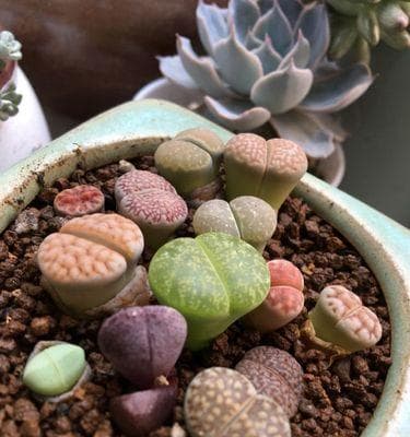 救救蔫掉的生石花（生石花的养护技巧与问题解决方法）