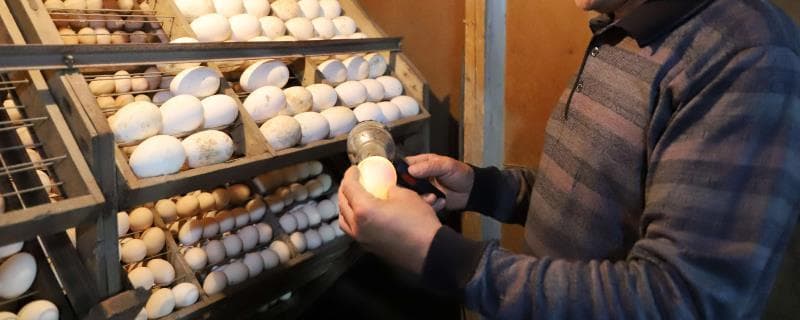 鹅蛋孵化全攻略：温度、湿度控制与后期管理要点