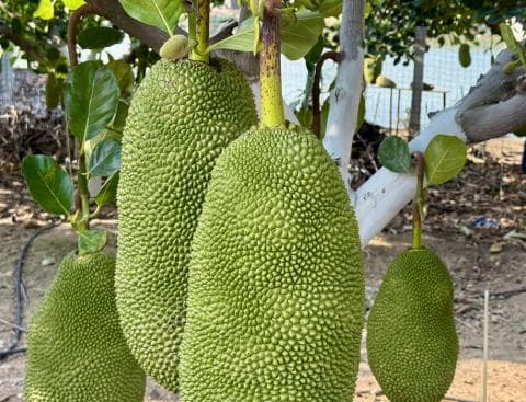 云南元江千亩菠萝蜜上市
