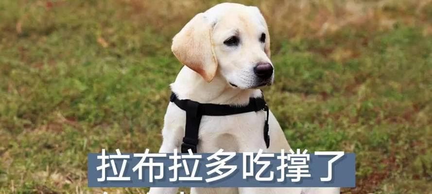 拉布拉多的喂养方法——合理安排一天的饮食次数