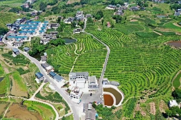 开州：“模式+科技”双轮驱动 提升农业现代化水平