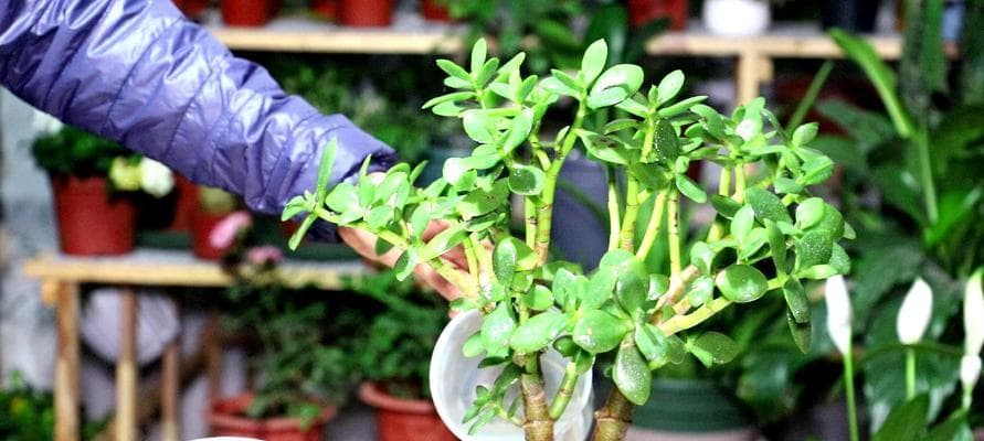 芋叶植物冬天怎么养？冬季养护方法和注意事项是什么？