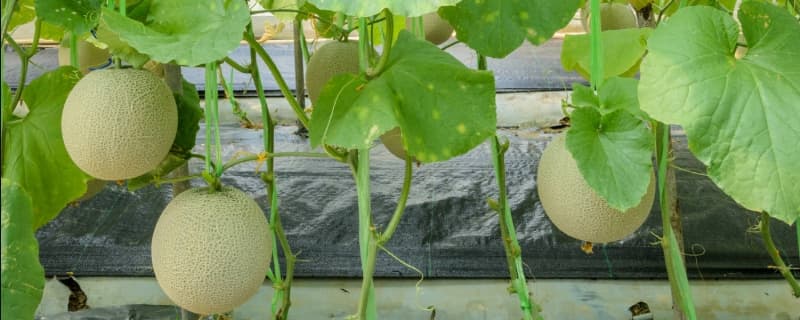 香瓜种植技术与管理法