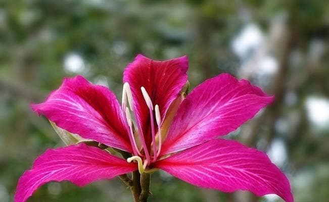 紫荆花的寓意与花语：团结、自由、热情的象征