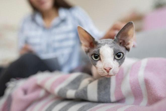 新手养猫指南：十大不易掉毛的猫咪品种推荐