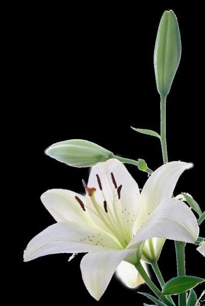 从爱情到艺术：百合花的文化象征意义全解析