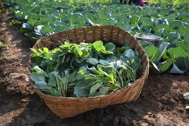菜农实操手册！全年蔬菜种植时间表
