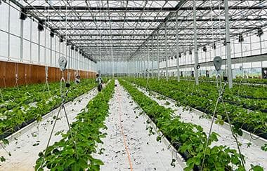 深度解析温室环境监测智能控制系统，开启高效环境调控新时代