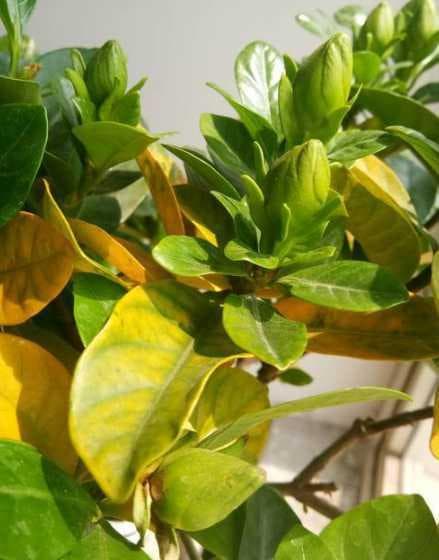 水培栀子花黄叶怎么办？原因分析与解决方案全攻略