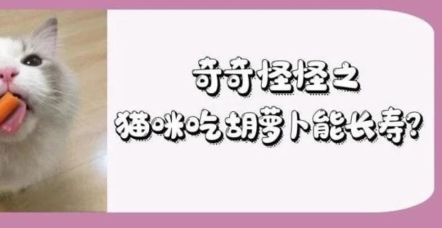 猫咪能吃胡萝卜吗？营养师为你解答