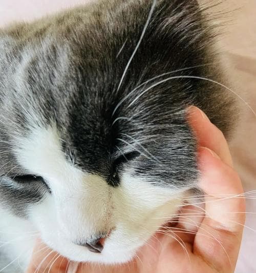 小猫眼屎多是怎么回事？如何处理？
