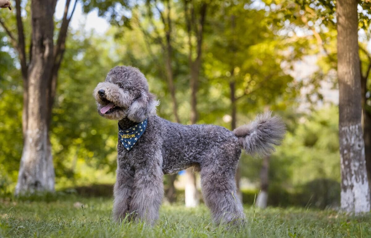 巨型泰迪是什么品种？贵宾犬与泰迪犬的区别