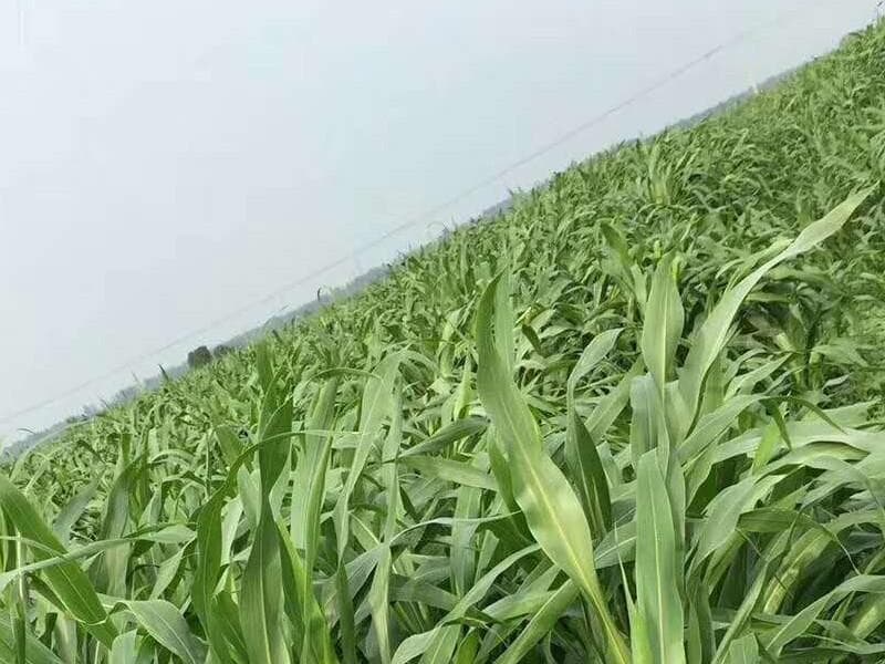 苏丹草种植养护指南：从选种到日常管理的全方位指导