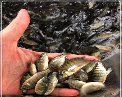 罗非鱼苗的最佳食物是什么？如何科学喂养以促进成长？