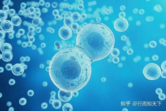 细胞营养与新陈代谢：加速你的健康循环