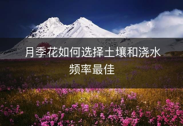 月季花如何选择土壤和浇水频率最佳