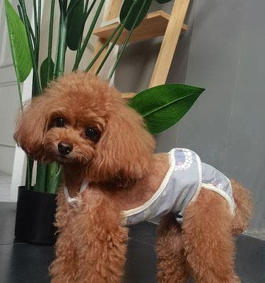 如何给小狗正确使用阿莫西林（宠物用药注意事项及剂量规定）