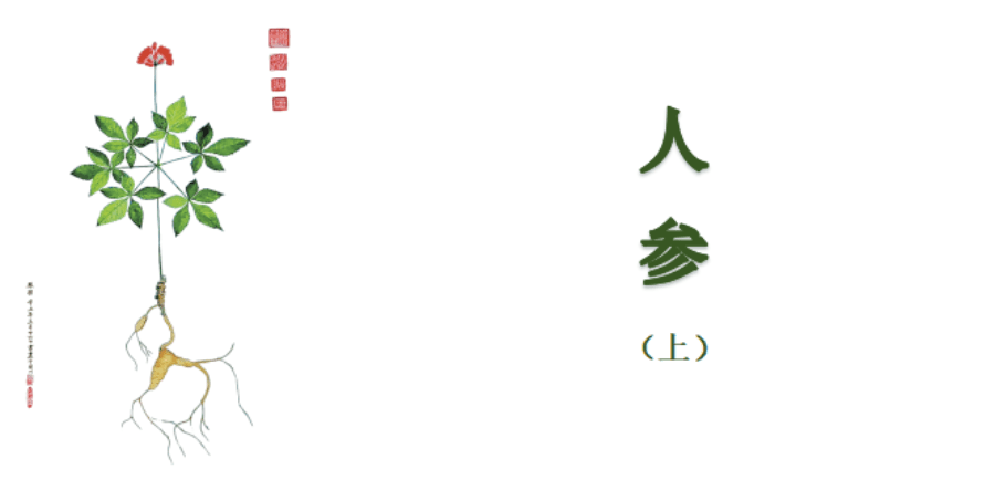 识药品味-人参（上）