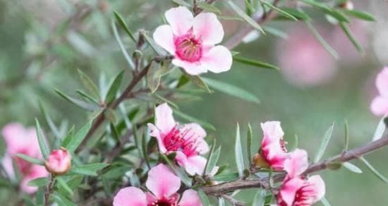 松红梅养殖全指南（从种植到养护，教你打造美丽松红梅花园）