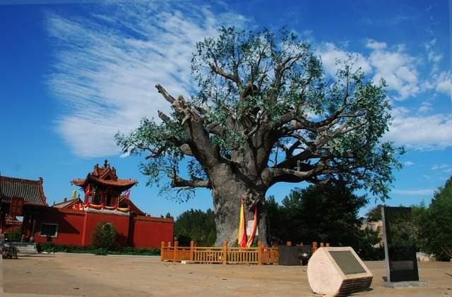 “问我祖先来何处?山西洪洞大槐树。”无史据，可能只是个传说？