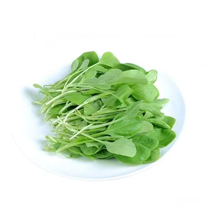 鸡毛菜和小白菜的区别？
