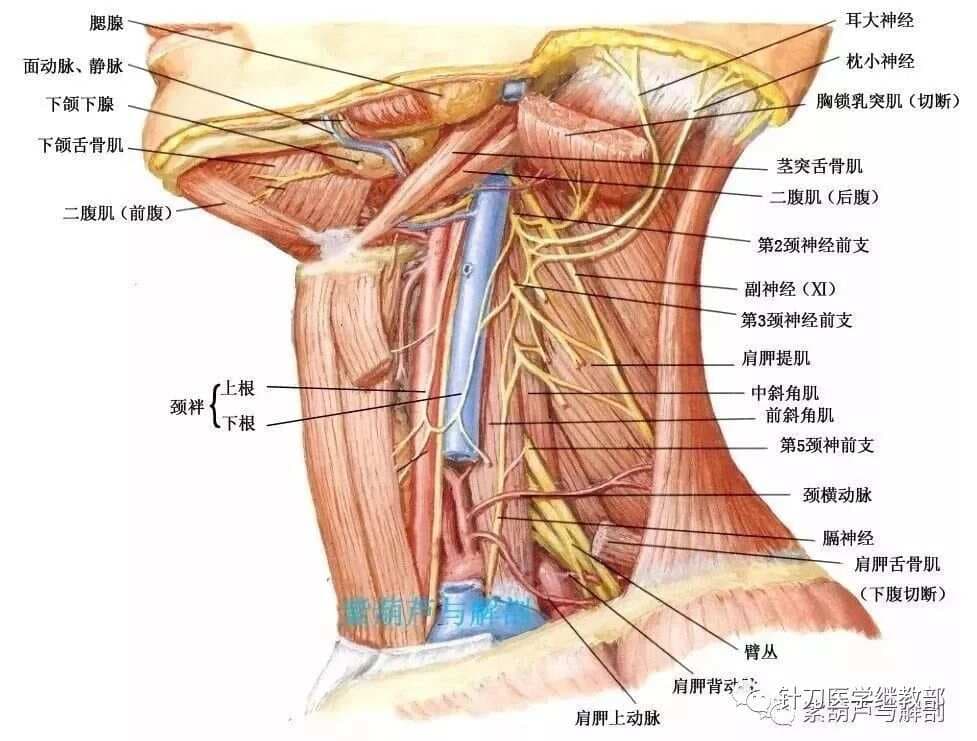 颈部神经解剖解读