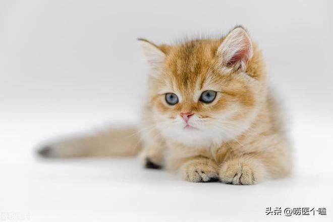 猫咪疫苗全攻略！这3针不打等于埋雷，90%养猫人都搞错了时间