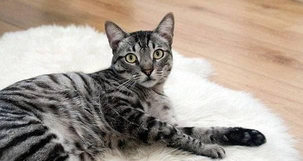 狸花猫与美国短毛猫：两种猫咪品种的全面对比
