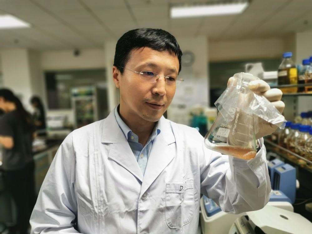 中国研究人员找到提升葡萄糖提取率方法