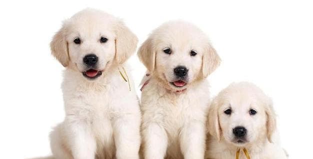 如何有效训练拉布拉多犬（掌握拉布拉多的饲养技巧，建立良好的训练关系）