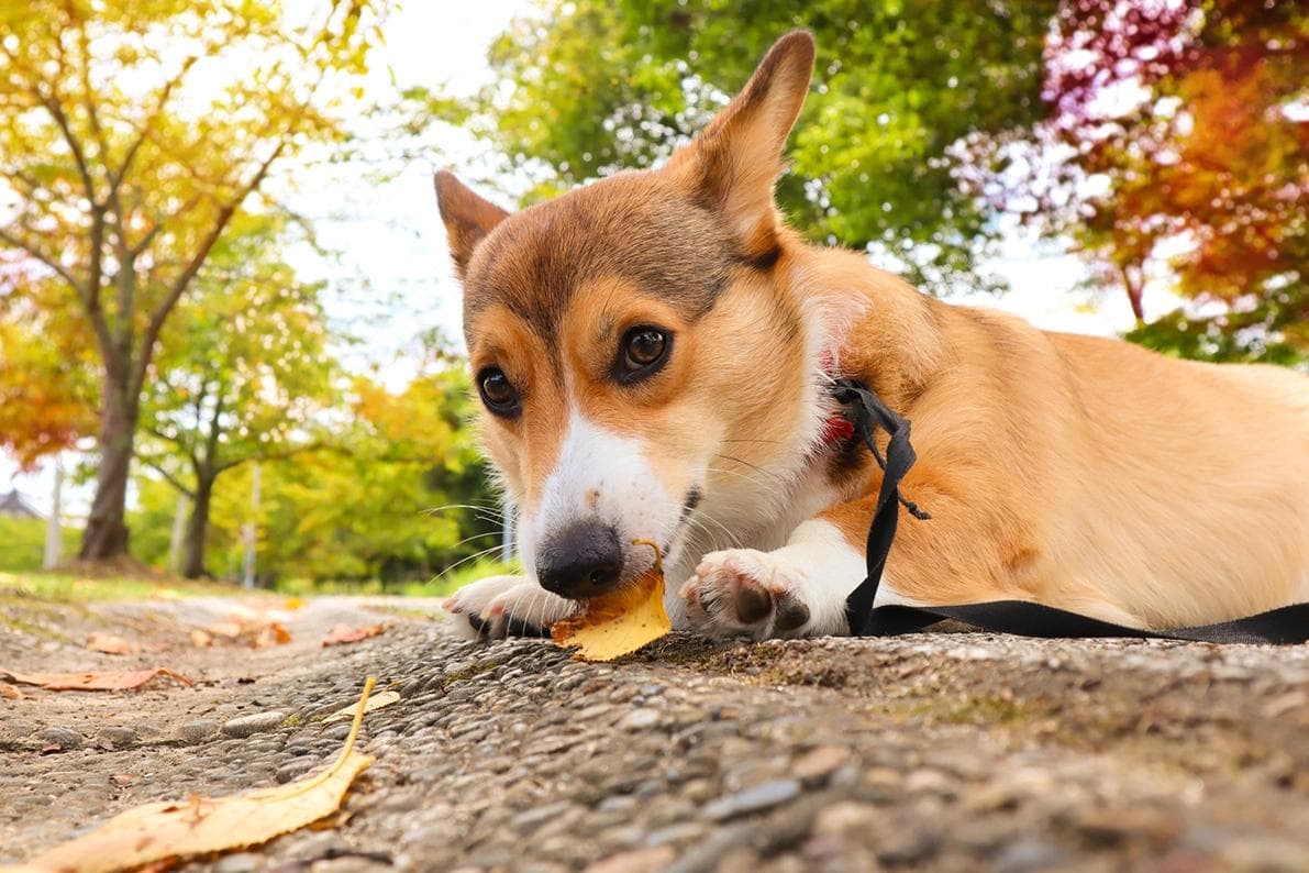 狗狗腹泻怎么办？了解犬只腹泻原因