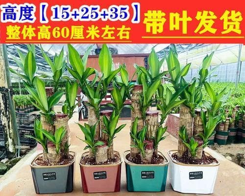 用土养巴西木的技巧（掌握巴西木的土壤需求，让它在家中健康茁壮成长）
