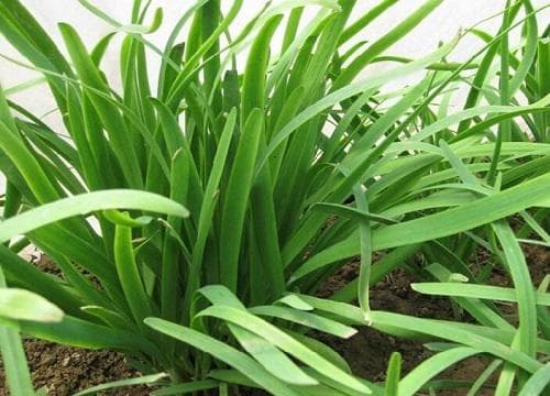 阴面适合种植什么蔬菜 适合背阴地方栽种蔬菜